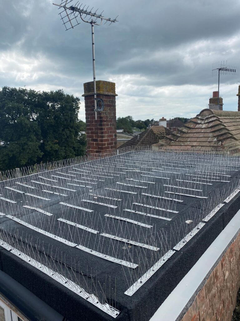 Bird‑Friendly Roofing